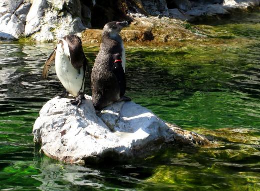 Das grüne klare Wasser bei den Pinguinen lud direkt ein! Die Tiere hatten großen Spaß und genossen sichtlich ihre Wasseraufenthalte.