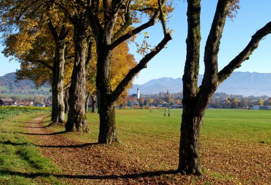 Die Allee vom Schloß Kogl mit Durchblick nach St. Georgen im Attergau