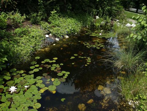 Der Teich 