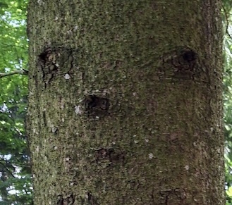 Baumgesicht