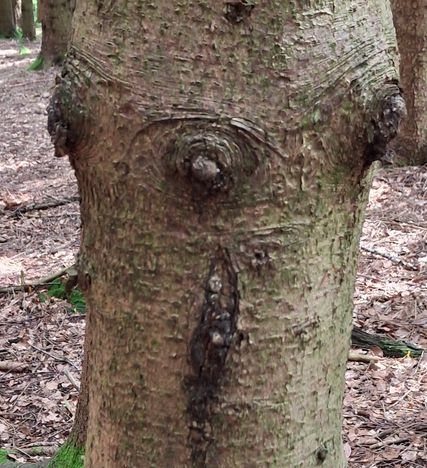 Baumgesicht