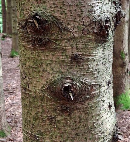Baumgesicht