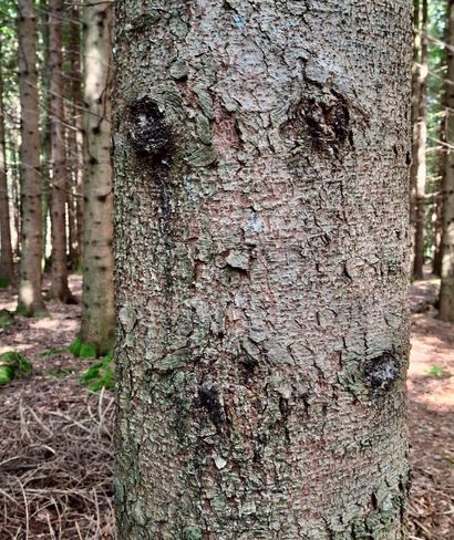 Baumgesicht