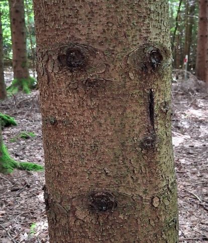 Baumgesicht