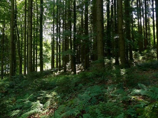 Kronberg-Wald!