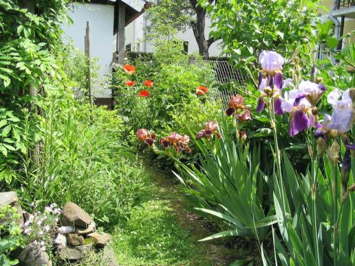 langsam erholte sich der Garten wieder