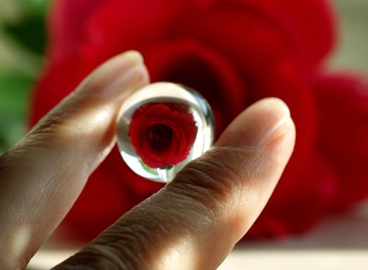 Rose in der Kugel