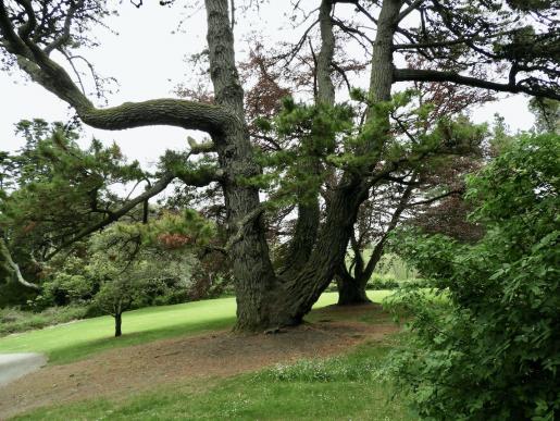 Riesige Bäume, Powerscourtgarden