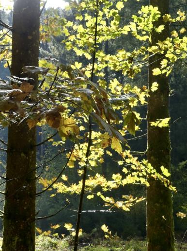 Es wird langsam golden, Herbst 23