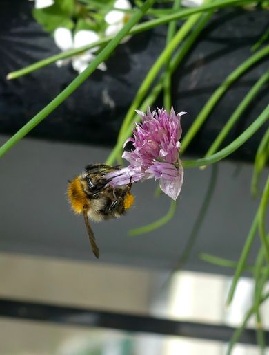 Nach Regentagen herrscht viel Insektenverkehr! Hummel am Schnittlauch