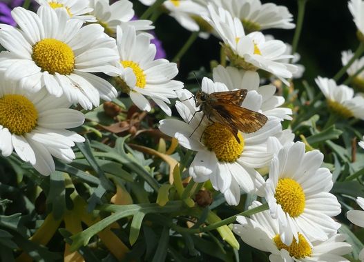 Ist er nicht süß mit seinen großen Augen? Falter auf Margartiten
