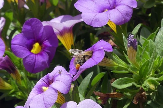 Bis ganz unten schlüpfen die Bienen rein, daneben eine Blattlaus...