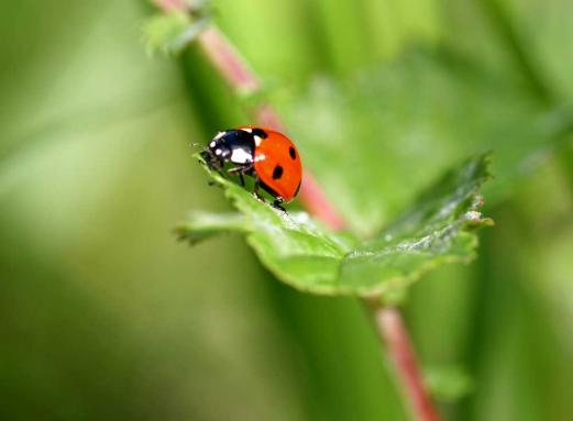 Marienkäfer sucht Läuse