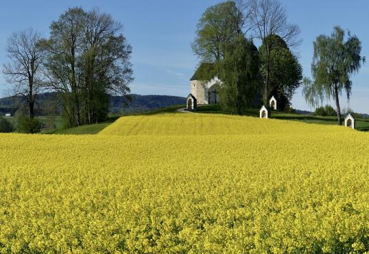 unglaublich schön, dieser Anblick, der Bauer, der den Raps angebaut hat, sollte geehrt werden! Kalvarienberg