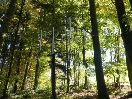 Es gibts sie wieder, die Klangkörper im letzten Bereich des Keltenbaumweges ! Klingen so toll! Ich konnte einige erreichen!