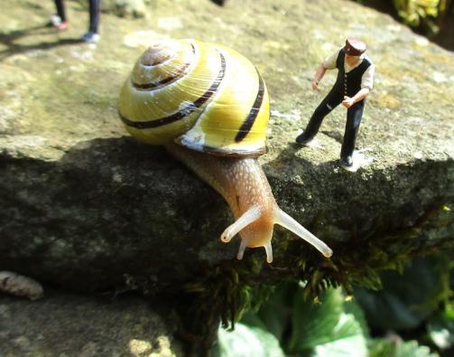 Schnecke flüchtet, Berti weist ihr den Weg