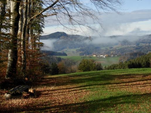 Vom Kronbergwald herunter fotografiert