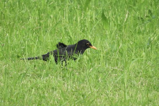 Unsere Amsel hat einen Buckel, deshalb erkennen wir sie..