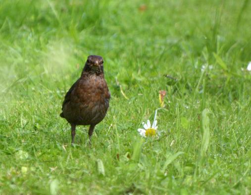 die Amsel, sie beobachtet alles genau!