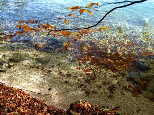 Wasser-  Blätter - Steine - Äste