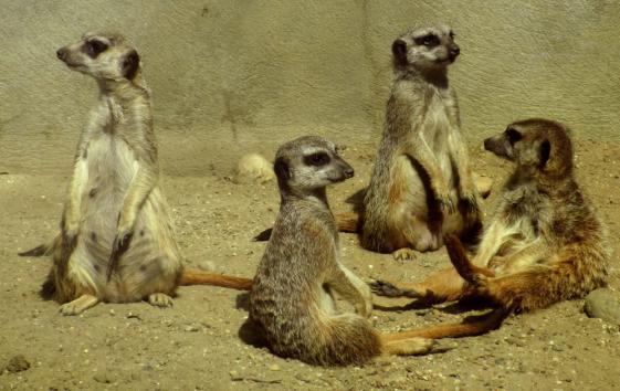 Die Erdmännchen hat man zu den Lieblingstieren des Tiergartens erklärt. Sie sind aber auch zu putzig, wenn sie ihr Wacht halten...