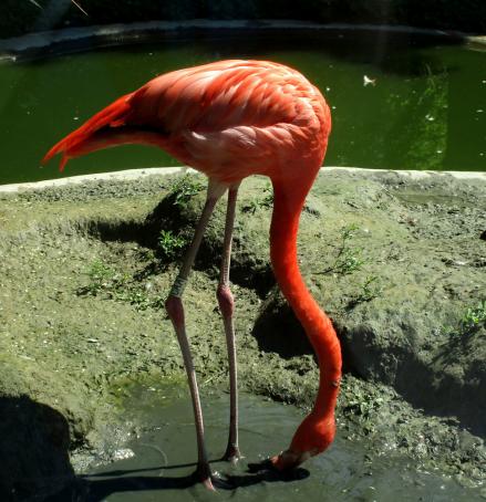 Diese Flamingos hatten schönes rotes Gefieder