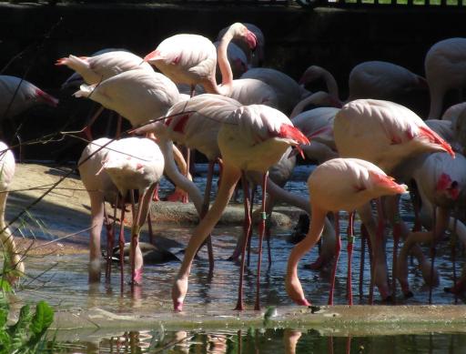 Die Flamingos waren hell, nicht sehr rosa, Wildenten lebten anscheinend mit ihnen