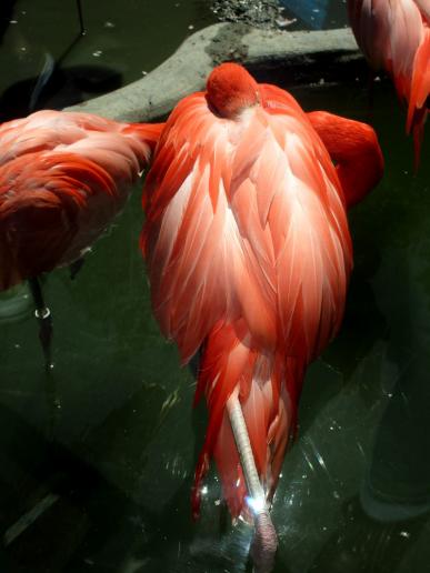 Ach wie schön! Flamingorot