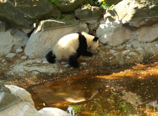 Das Erste was ich sah, war der kleine Panda, einer der Zwillinge. Sonst haben wir keinen der Bären entdecken können.