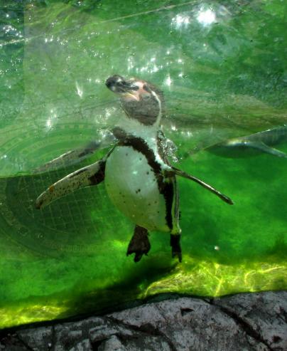 rein ins Wasser und die Glasscheiben entlang wieder hoch, immer wieder!