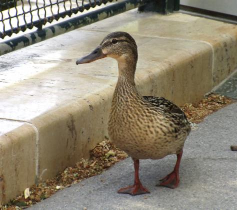 Die Ente wollte in den Teich, über den Zaun - sie suchte jemanden...