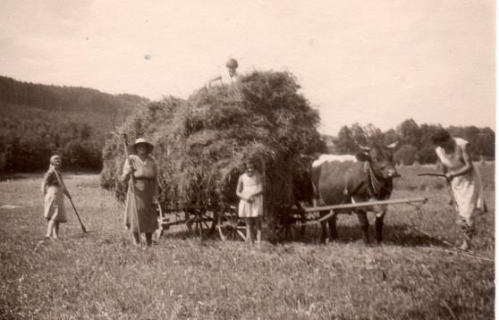 Heuwagen ist beladen, heimwärts mit Kühen..