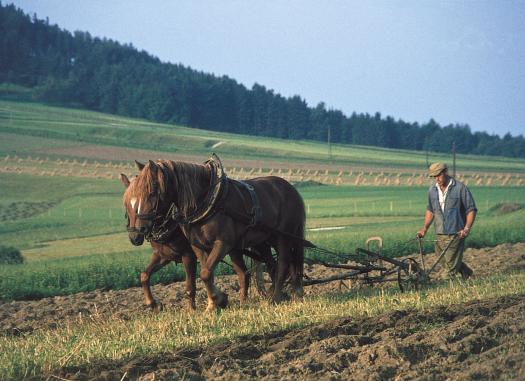 Bauern mit Pferden am Feld