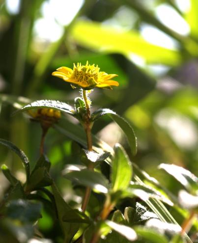 Die letzten winzigen Blümchen am Oktober - Balkon