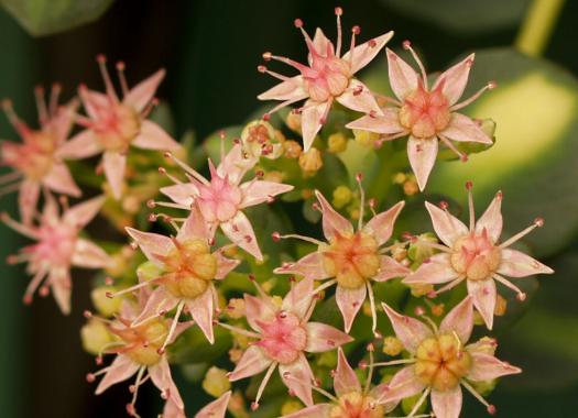 Winzige kleine Sternchenblumen am Herbstbalkon