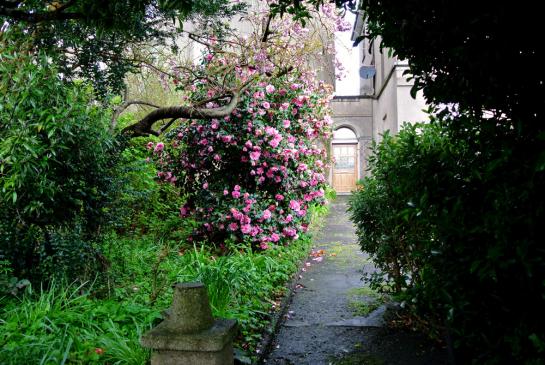 Cork, Garten von der Nähe