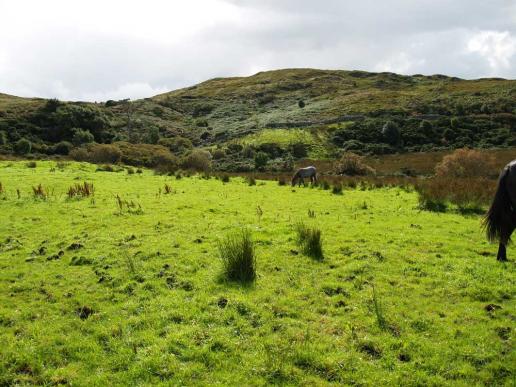 Connemara - dieses leuchtende Grün!