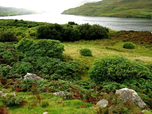 Connemara, Austernzucht im Meeresarm