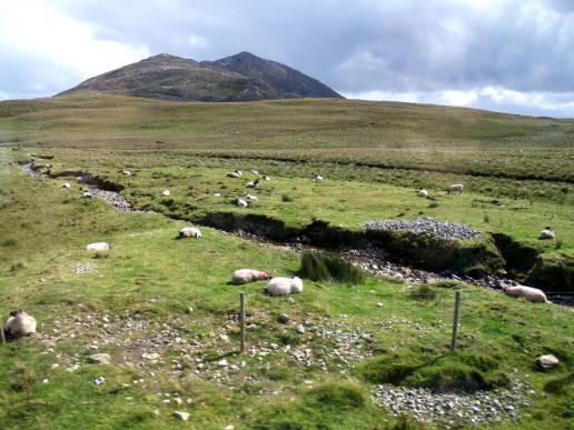 NEU!!  Es gibt auch Sonne in Connemara, dann aber auch die fiesen kleinen Stechmücken, die überall rein kriechen und stechen...