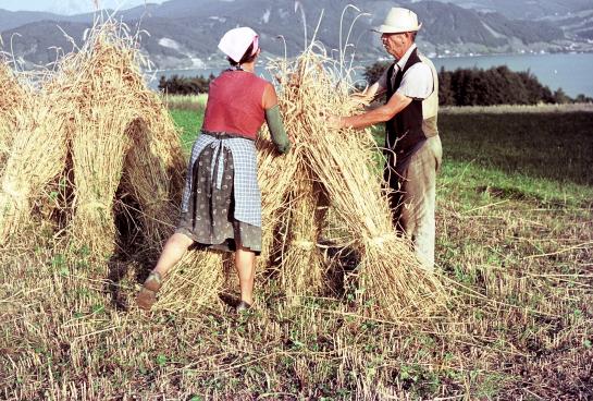 Feldarbeit in Berg i.A.