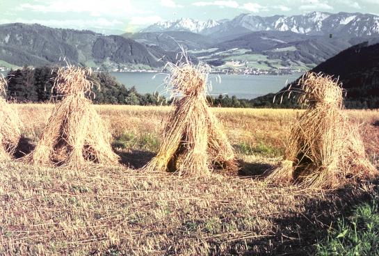 Fertig gebundene Garben auf den Feldern in Berg, mit Blick auf den Attersee