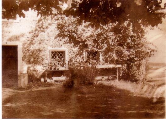 Weinreben am Eicher Haus in Baum