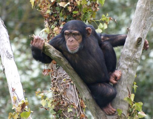 Junger Schimpanse im Dublin Zoo