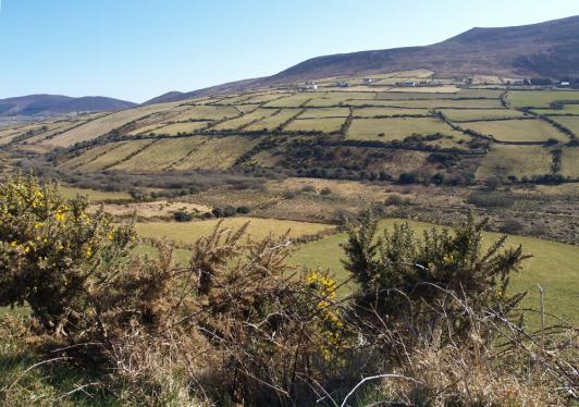 Wiesen in Irland, noch nicht ganz grün...