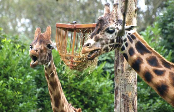 Giraffen - als würden sie sprechen...