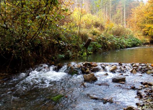 Herbst im Klauswald