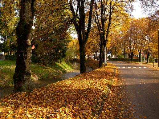 Herbstallee neben Dürrer Ager