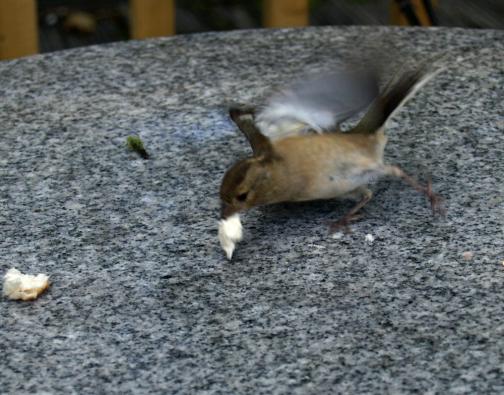 Die Vögel, ein eigenes Kapitel, frech und da, sobald etwas zu schnappen ist...