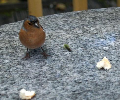 Irlandvögel