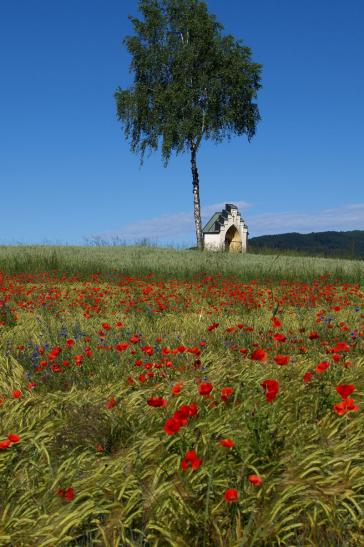 Und wieder Mohnblumen am Kalvarienberg...